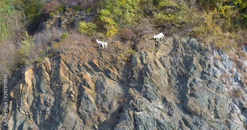 Wild sheep on cliff on the side of the road 