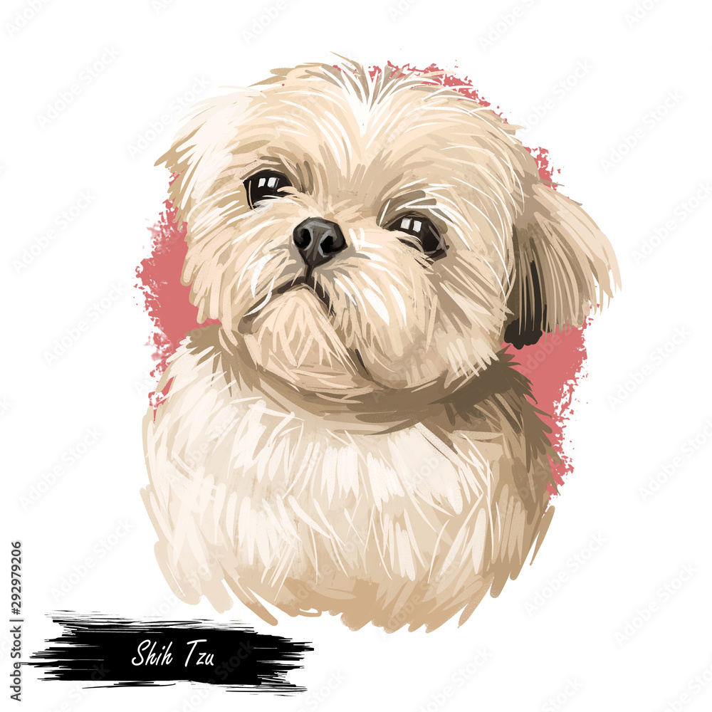 Shih Tzu lap dog toy pet digital art. Small Chrysanthemum breed watercolor portrait closeup