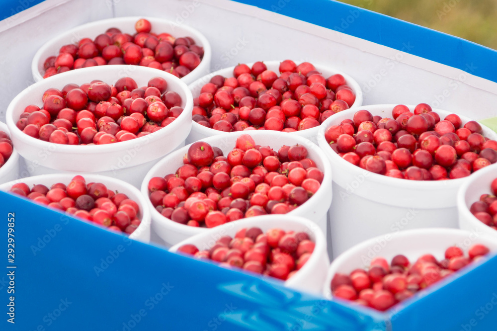 Cranberry-filled plastic glasses stand in a cardboard box for sale Cranberry-filled plastic glasses stand in a cardboard box for sale