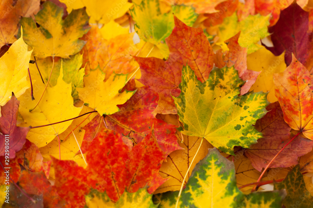 Vibrant colors of autumn. Background from scattered colorful maple leaves. Concept of seasonal decoration.