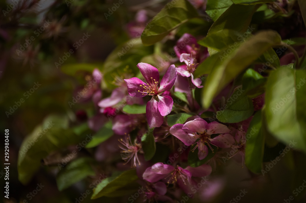 up close pink flowers on green background up close pink flowers on green background