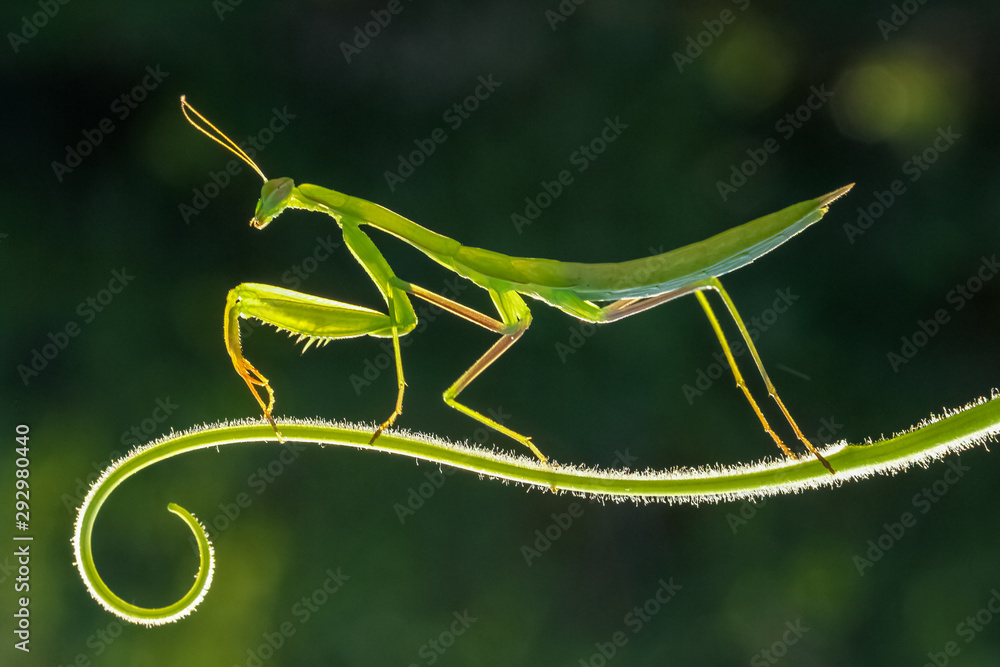 praying mantis on a green background praying mantis on a green background