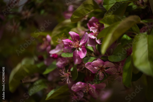 Wallpaper Mural up close pink flowers on green background Torontodigital.ca