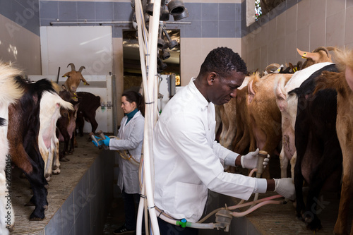 African-American man milking goats