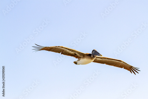 Brown Pelican