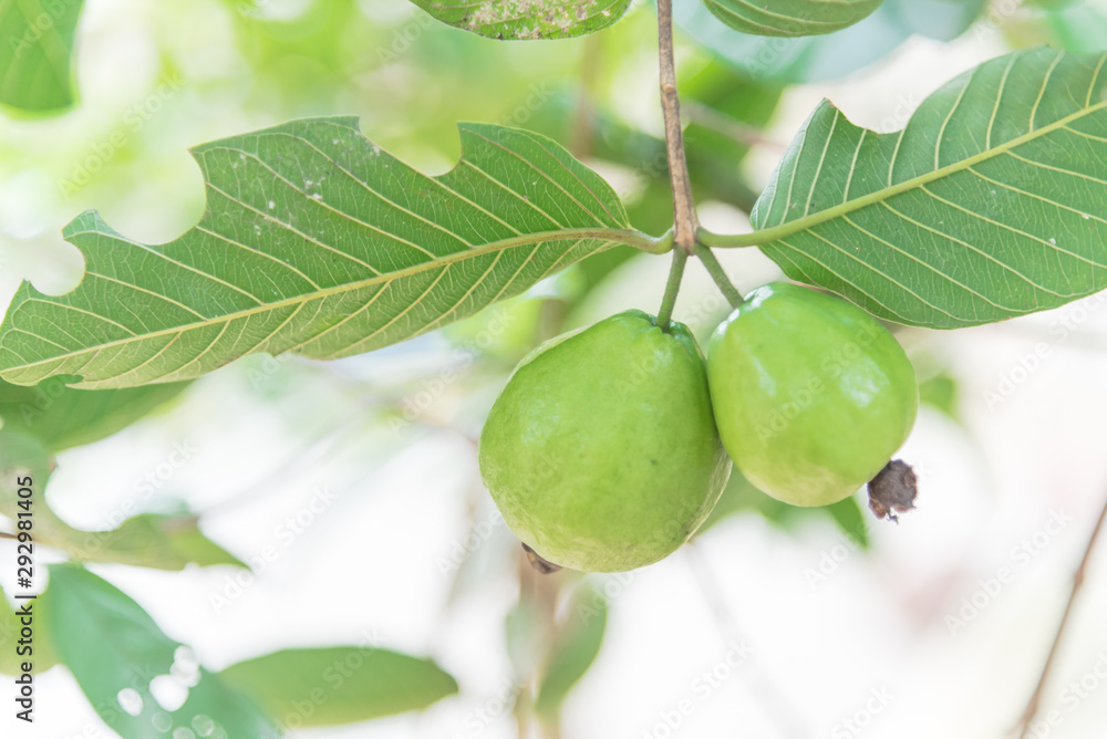 Fototapeta premium Two green guavas hanging on tree branch with bokeh background at home garden in Vietnam