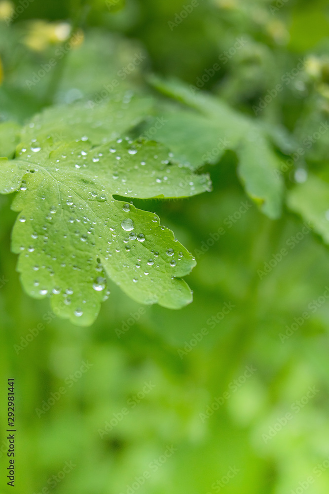 Grass background with water drops with very shallow depth of field Grass background with water drops with very shallow depth of field
