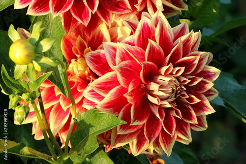 Rote Dahlienblüten in einem sommerlichen Blumengarten