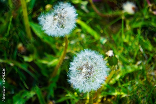 Dandilion Fluffs