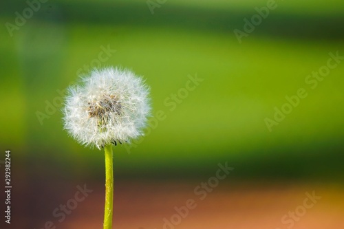 Dandilion Fluff