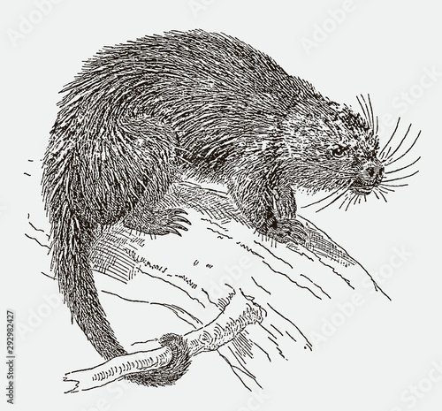 Bicolored-spined porcupine coendou bicolor sitting on a branch. Illustration after an engraving from the 19th century photo