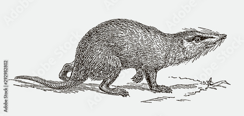 Walking moonrat echinosorex gymnura in side view. Illustration after an engraving from the 19th century photo