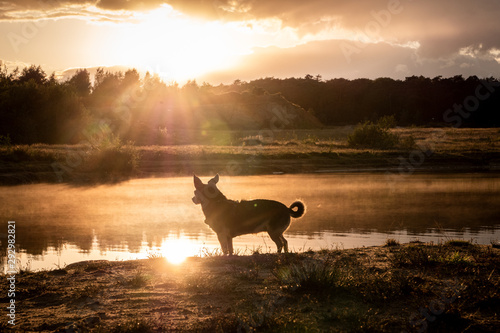 silhouette of deer