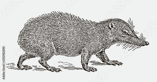 Tailless tenrec ecaudatus in side view. Illustration after an engraving from the 19th century