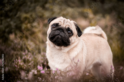 pug on the grass