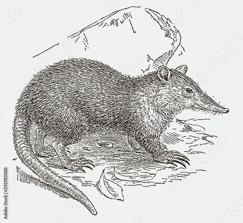 Endangered cuban solenodon or almiqui sitting on the ground. Illustration after an engraving from the 19th century