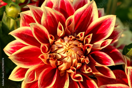 Rote Dahlien-Blüte in einem sommerlichen Garten