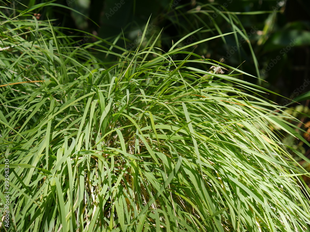 Green Grass LA Zoo Green Grass LA Zoo