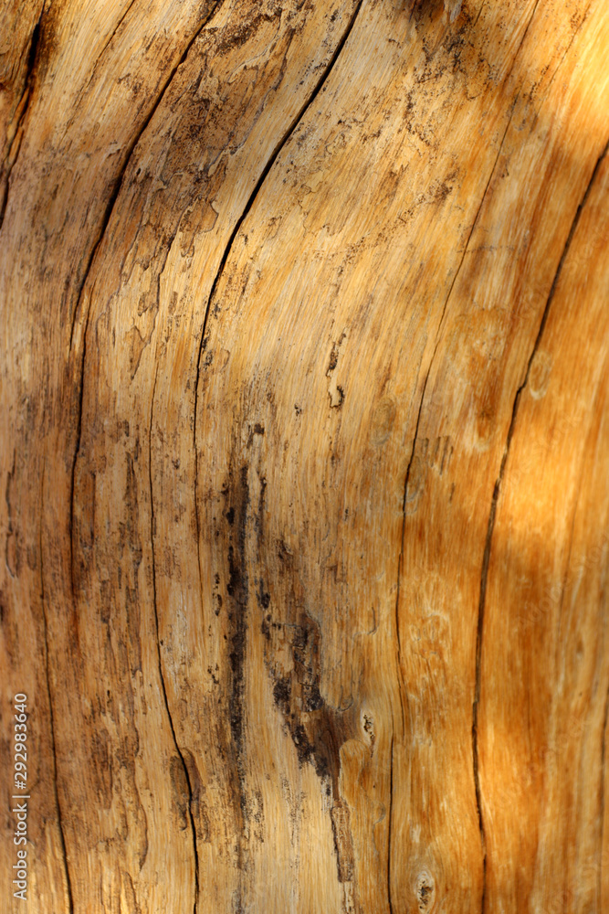 Fototapeta premium arbres