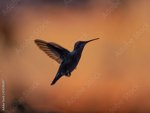 Hummingbirds in Sunset
