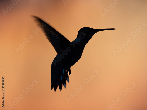 Hummingbirds in Sunset