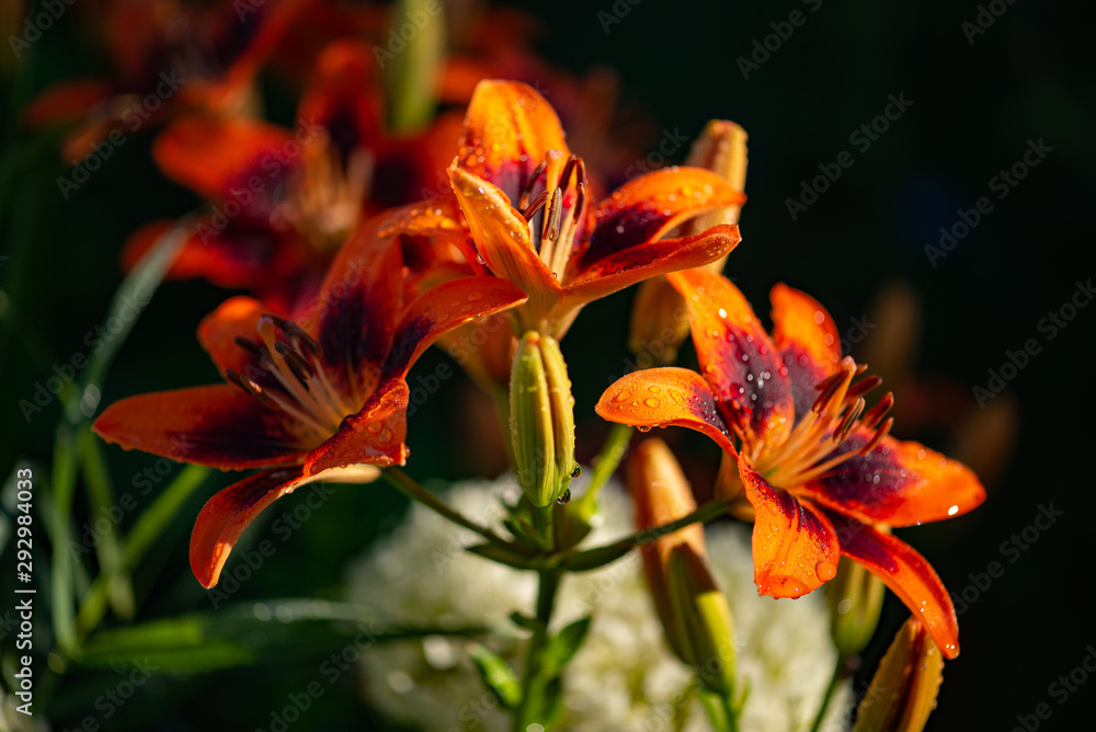 orange lily with dewdrops on darkgreen background in early summer morning orange lily with dewdrops on darkgreen background in early summer morning