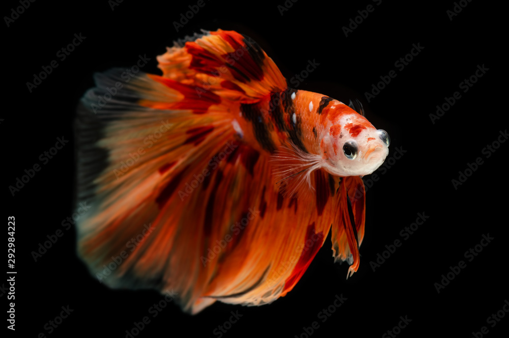 Fototapeta premium Fancy nemo betta or Siamese fighting fish.