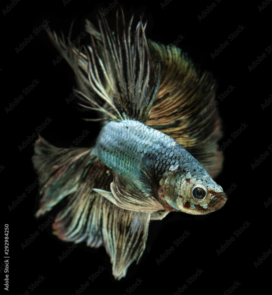 Fototapeta premium Emerald copper betta or Siamese fighting.