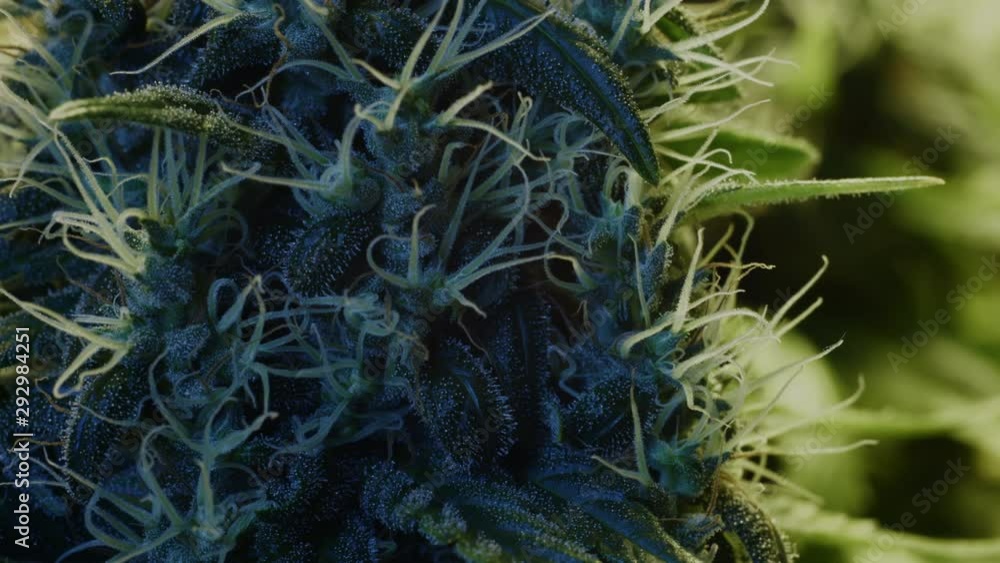 Large Tight Ripe Bud and Leaves of Legal Retail Hemp Swaying in Blue Light. Trichomes and Resin. Macro Shot Large Tight Ripe Bud and Leaves of Legal Retail Hemp Swaying in Blue Light. Trichomes and Resin. Macro Shot