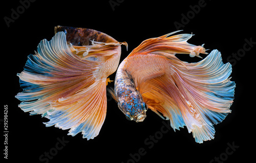 Fancy  betta or Siamese fighting fish. © NPD stock