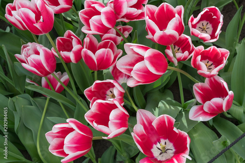Tulips of red and white color on a sunny day. Tulips as a natural background. Top view of tulips. © Oleg1824f