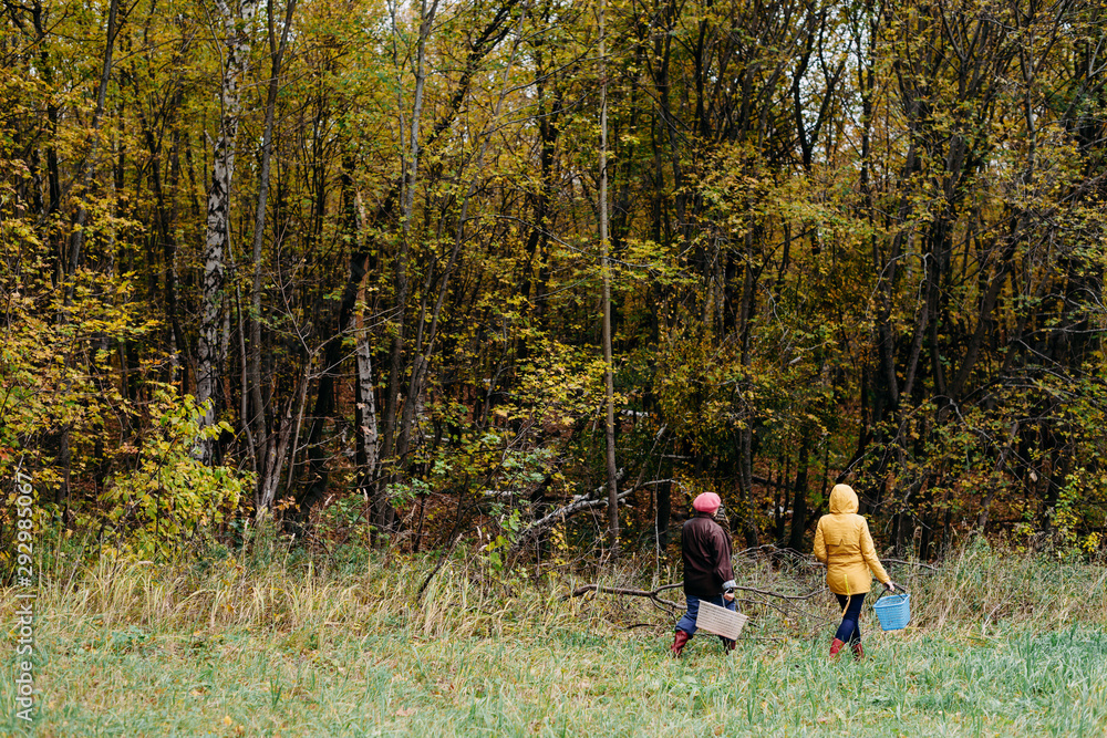 Mushroom pickers in the forest in autumn. Atmospheric day in the forest. Picking autumn mushrooms Mushroom pickers in the forest in autumn. Atmospheric day in the forest. Picking autumn mushrooms