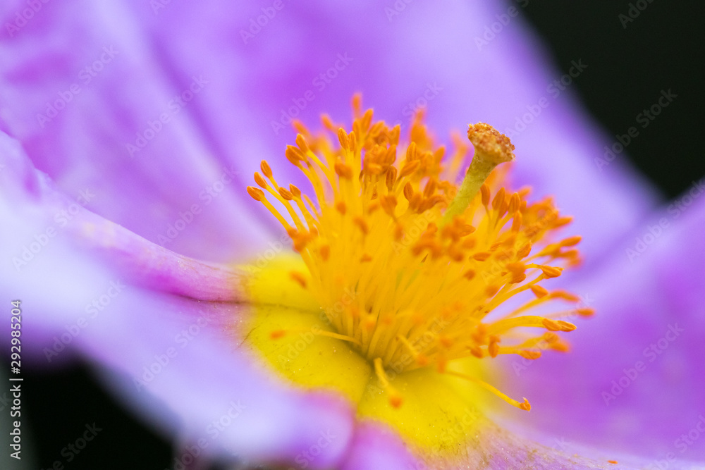 flower with macro in a lot of detail flower with macro in a lot of detail