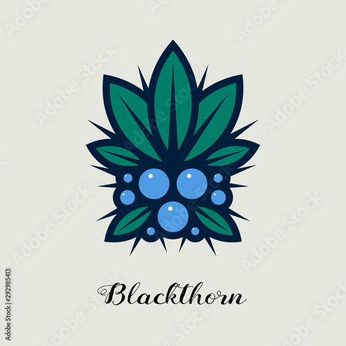 Juniper berries with leaves and thorns illustration. Blackthorn  berries. Decorative composition. photo