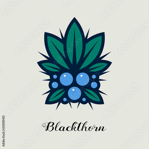 Juniper berries with leaves and thorns illustration. Blackthorn  berries. Decorative composition.