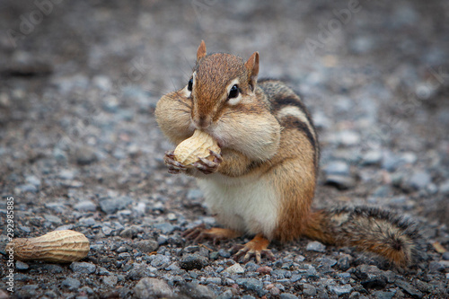 hungry chipmunk eating peanuts