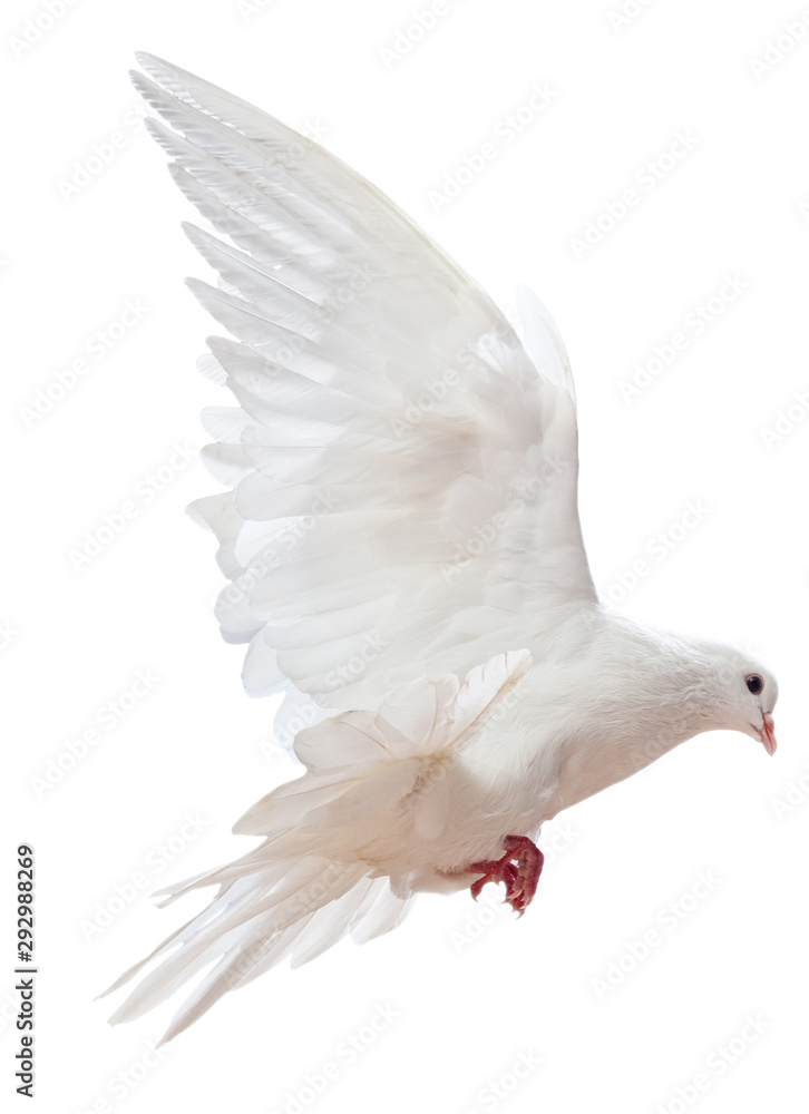 Fototapeta premium free flying white dove isolated on a white background