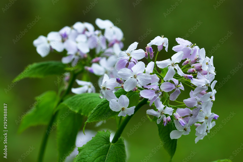 Beautiful yellow Lunaria flowers closeup on green grass background Beautiful yellow Lunaria flowers closeup on green grass background