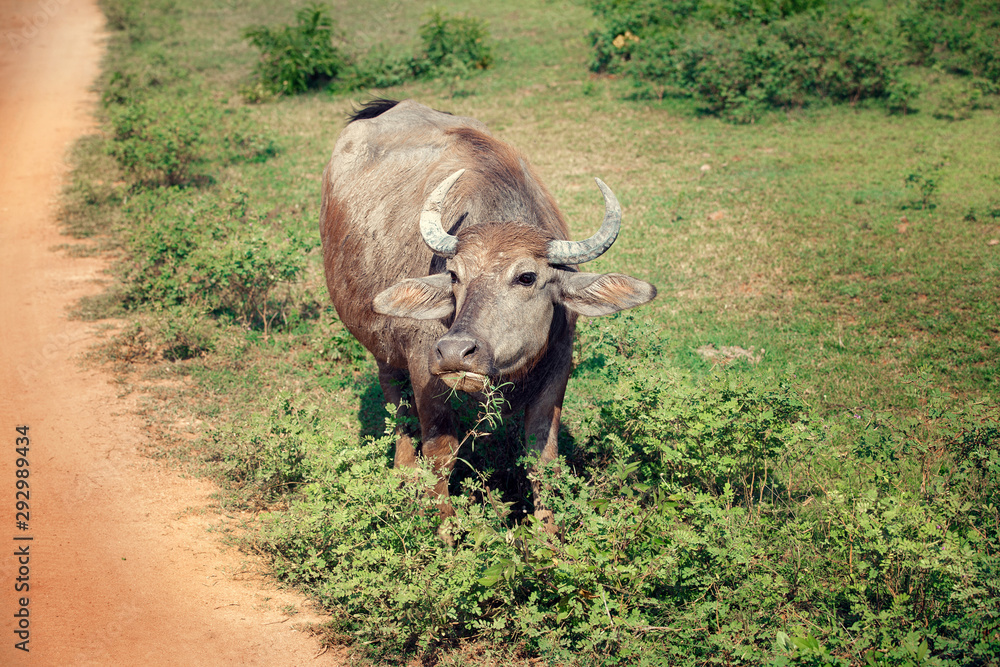 Obraz premium Antelope in national park Yala, Sri Lanka