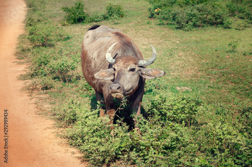 Antelope in national park Yala  Sri Lanka