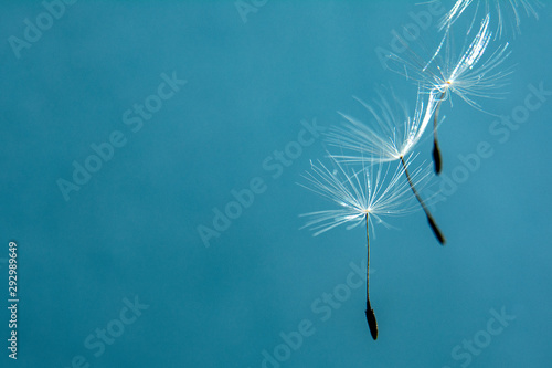 Fototapeta Naklejka Na Ścianę i Meble -  Dandelion seeds close up in abstract blue background. Copy space for text. Concept design.