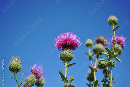 Milk Thistle (Silybum marianum, cardus marianus, Marian, Saint Mary's, Mediterranean or Scotch thistle)blooming flowers on bright blue sky background