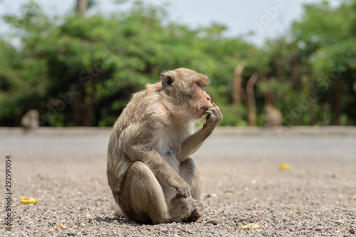 A monkey is sitting on ground and eating banana which is feed by tourist.