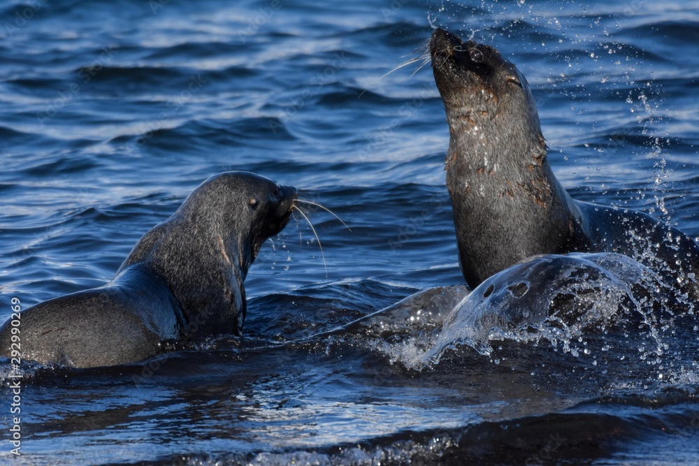 Fototapeta premium otaries à fourrure