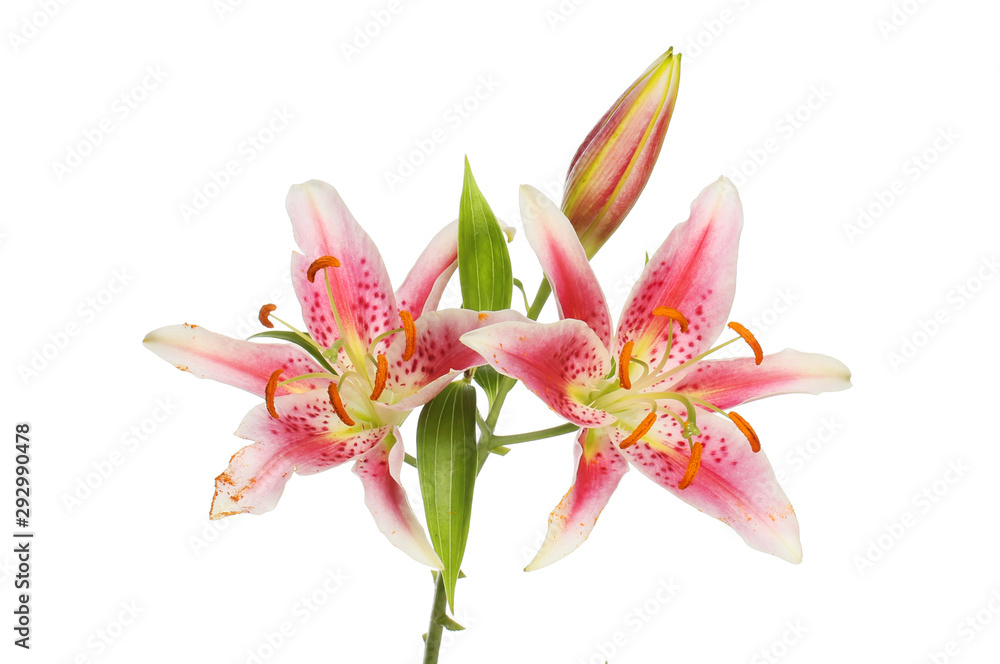 Lily flowers and bud