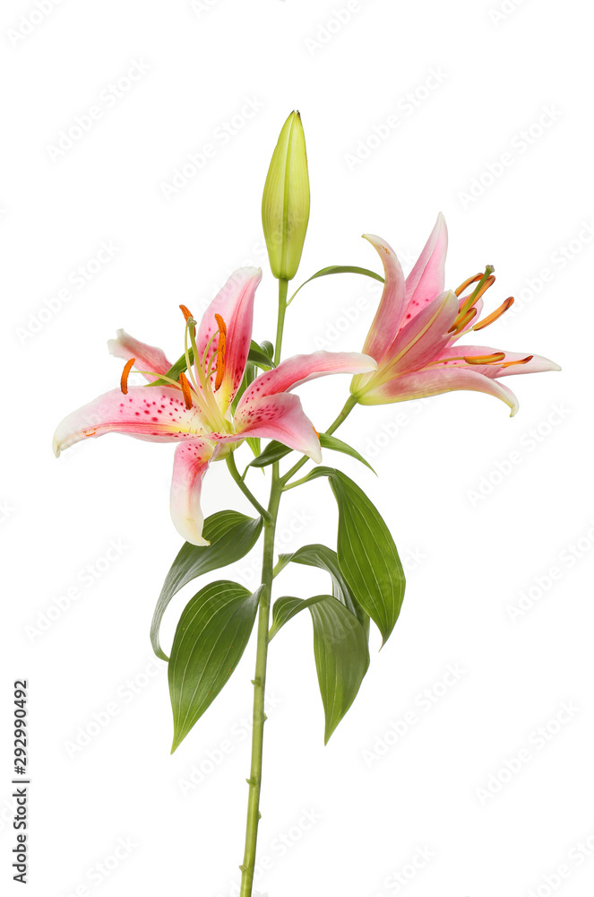 Oreintal lily plant