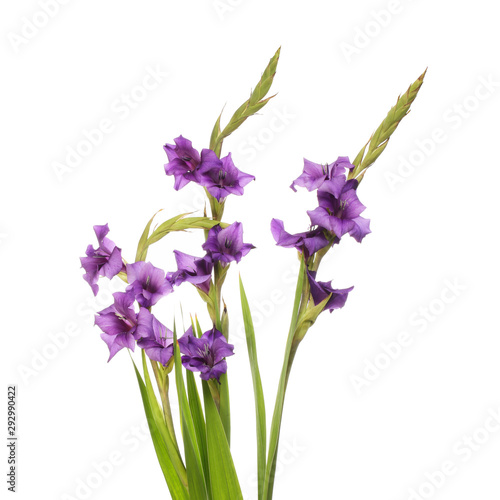 Purple gladioli flowers