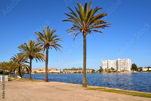 Palm trees growing along the Lake Es Llac Gran in the city of Alcudia in Mallorca, Spain