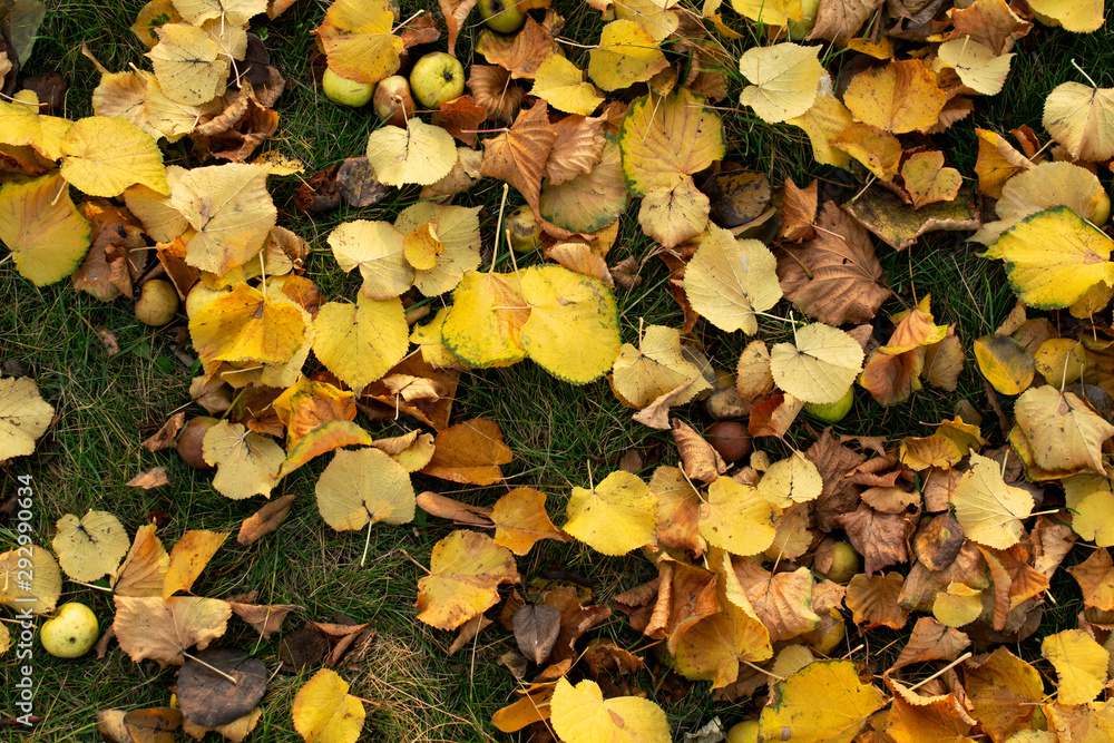Fallen leaves and apples on the grass Fallen leaves and apples on the grass