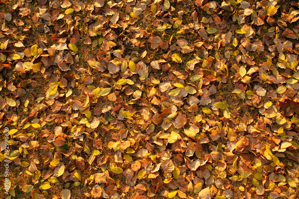 Background of texture of autumn foliage Background of texture of autumn foliage